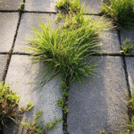 How to Grow an Endless Supply of Cilantro at Home (No More Wilted Herbs!)